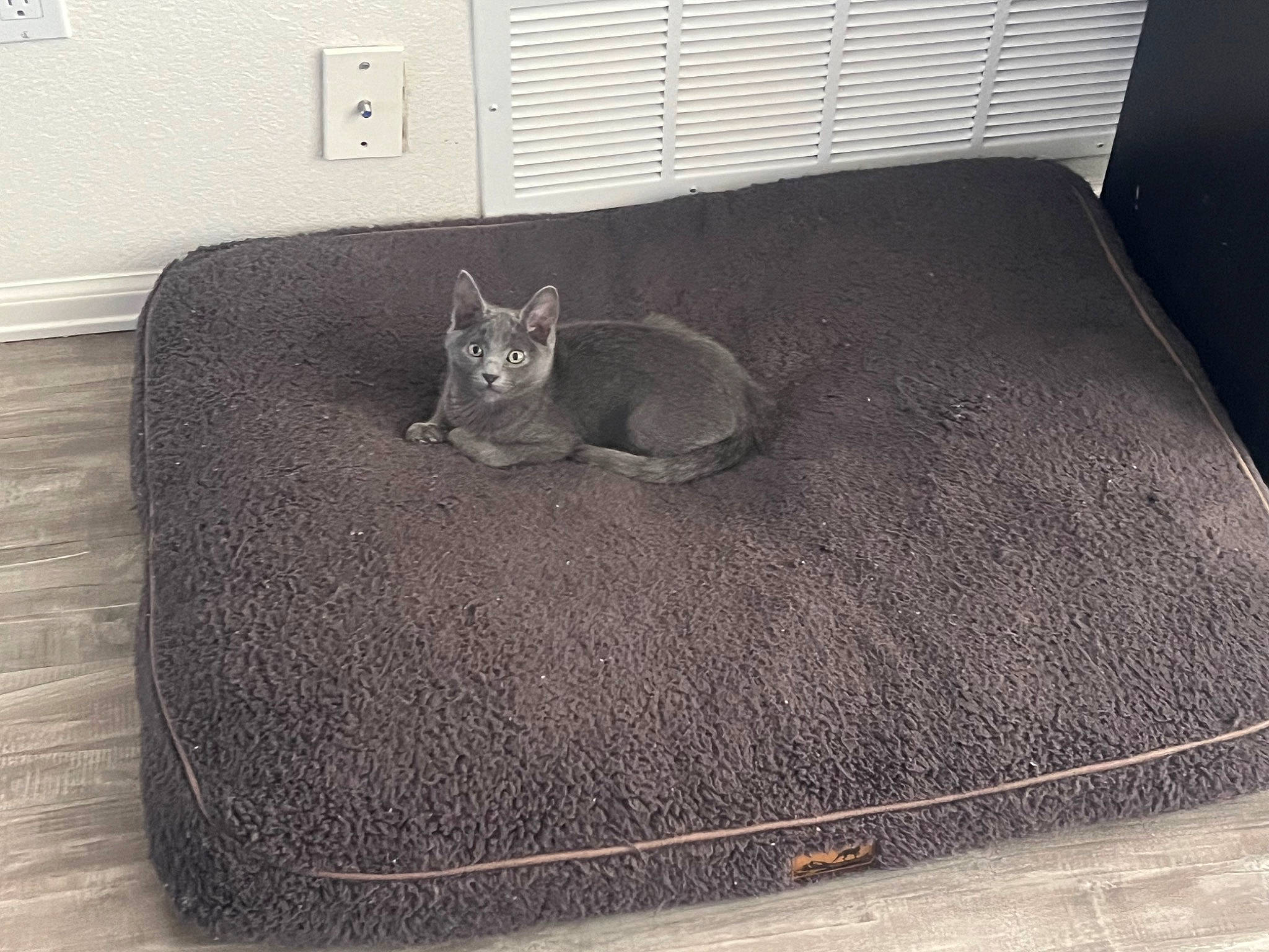 Soba is registered to the contest to win money with this photo: black, carnivore, cat, cat_bed, comfort, domestic_short_haired_cat, felidae, floor, flooring, fur, grey, hardwood, linens, room, small_to_medium_sized_cats, tail, wall_plate, whiskers, wood, wood_flooring