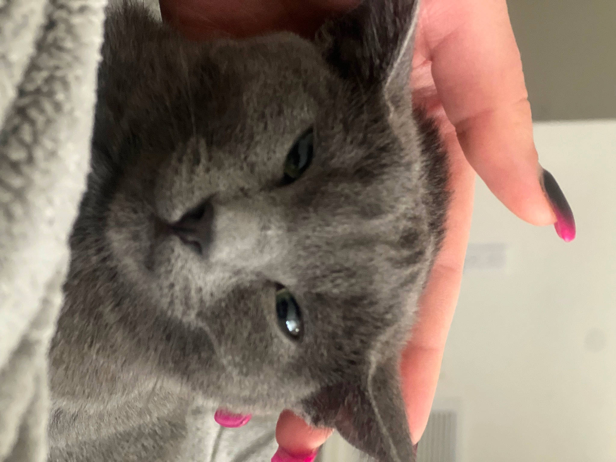 Soba is registered to the contest to win money with this photo: black_cat, carnivore, cat, chartreux, claw, domestic_short_haired_cat, ear, eye, felidae, fur, gesture, grey, paw, russian_blue, small_to_medium_sized_cats, whiskers