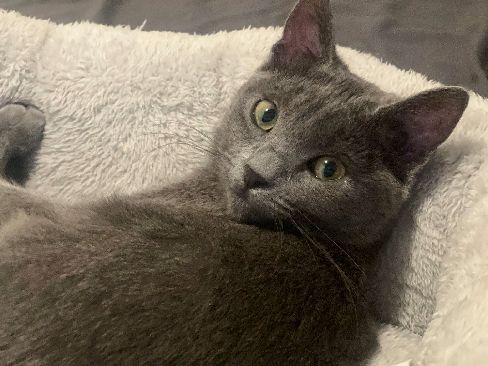 Soba joined the competition — help win amazing prizes! carnivore, cat, comfort, domestic_short_haired_cat, felidae, fur, grey, russian_blue, small_to_medium_sized_cats, snout, terrestrial_animal, whiskers