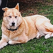 Skylar is registered to the contest to win money with this photo: dog, canine, animal, pet, grass, outdoor, tire, vehicle, collar, fur, laying, resting, guard, watchful, nature, mammal, domestic, ears, tail, paw