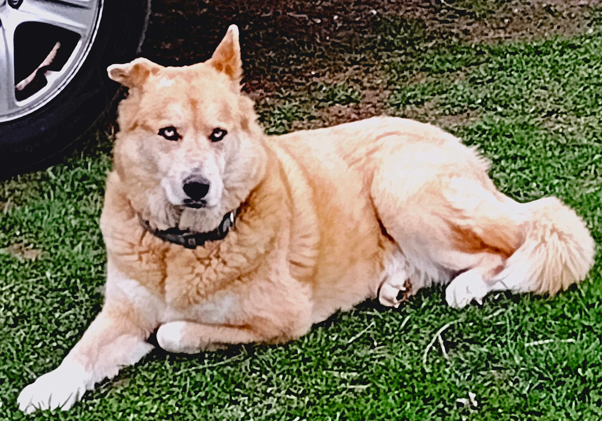 Skylar is registered to the contest to win money with this photo: dog, canine, animal, pet, grass, outdoor, tire, vehicle, collar, fur, laying, resting, guard, watchful, nature, mammal, domestic, ears, tail, paw
