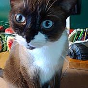 Patches joined the competition — help win amazing prizes! background_objects, blue_eyes, brown_fur, cat, close_up, countertop, curious, domestic_animal, feline, household_items, indoor, kitchen, pet, portrait, sitting, table, watermelon_painting, whiskers, white_chest, white_paws