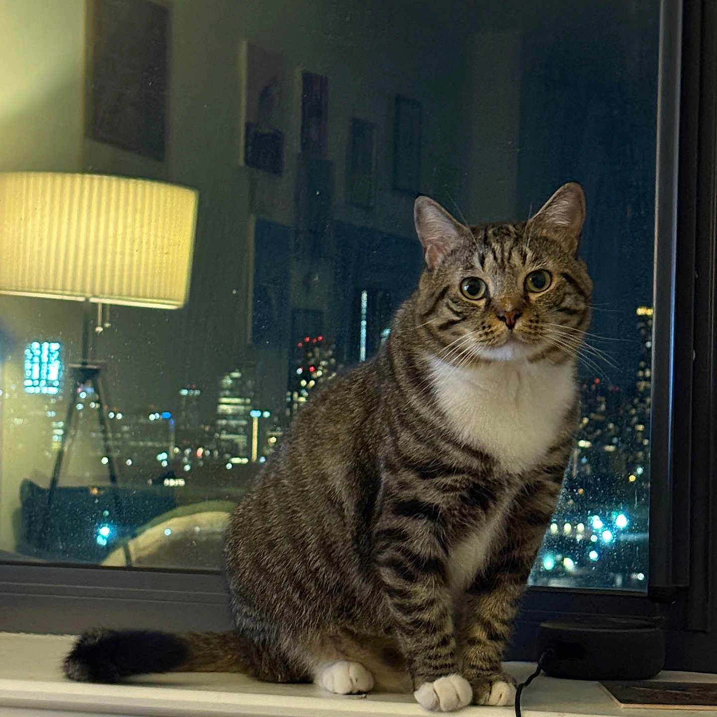 Olio joined the competition — help win amazing prizes! animal, cat, city_lights, cozy, curious, domestic_cat, feline, indoor, lamp, looking, night, pet, reflection, sitting, tabby, urban_view, white_chest, white_paws, window, windowsill