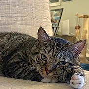 Olio is registered to the contest to win money with this photo: cat, tabby, pet, animal, indoor, relaxed, paw, feline, chair, resting, cozy, whiskers, closeup, fur, cute, sleepy, domestic, household, soft, calm