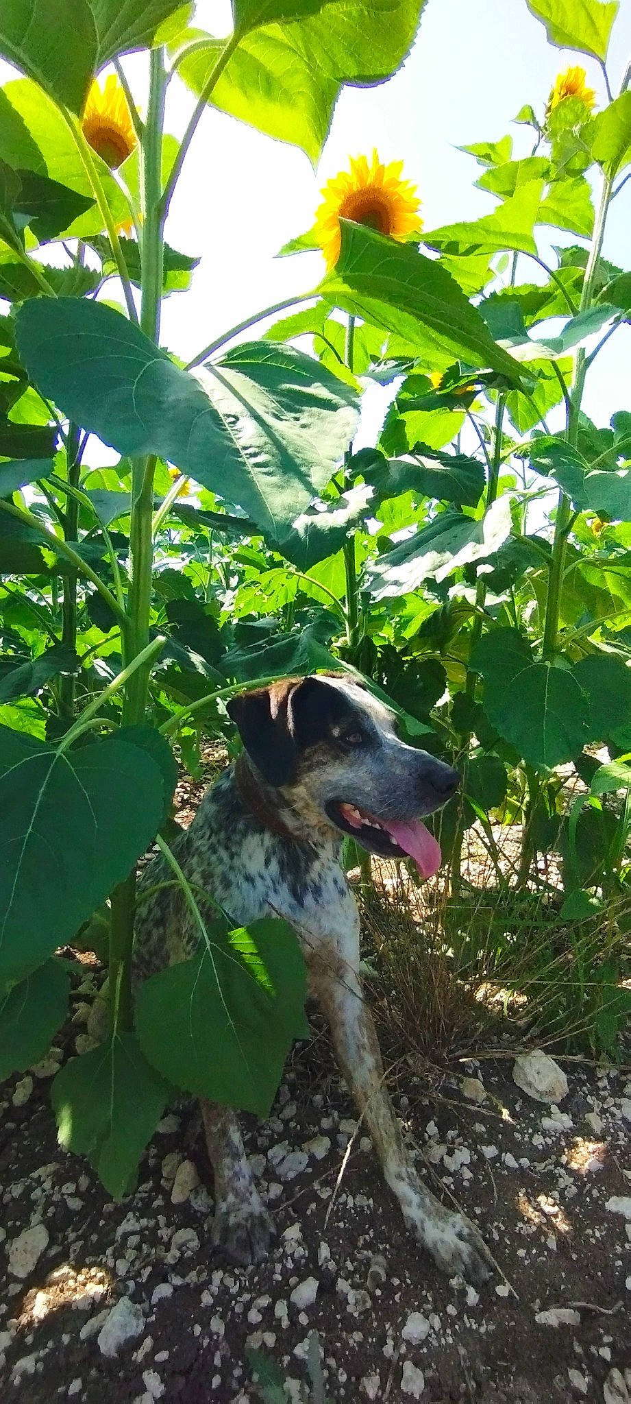 Charco a rejoint le concours — aidez-le/la à gagner de superbes lots ! canidae, carnivore, companion_dog, dog, dog_breed, grass, herbaceous_plant, hunting_dog, jungle, leaf, plant, shade, sky, soil, sporting_group, terrestrial_animal, terrestrial_plant, working_animal, working_dog
