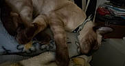 Sammy joined the competition — help win amazing prizes! cat, sleeping, relaxed, indoors, blanket, furry, brown, cream, siamese, collar, pet, animal, lying_down, upside_down, cozy, nap, home, furniture, low_light, clutter