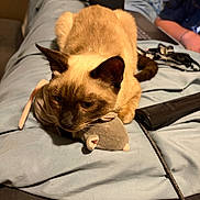 Sammy joined the competition — help win amazing prizes! cat, siamese_cat, pet, animal, bed, bedding, plush_toy, mouse_toy, crouching, indoor, bedroom, blue_blanket, brown_fur, pointed_ears, whiskers, collar, cables, hair_straightener, household_objects, portrait