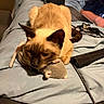 cat, siamese_cat, pet, animal, bed, bedding, plush_toy, mouse_toy, crouching, indoor, bedroom, blue_blanket, brown_fur, pointed_ears, whiskers, collar, cables, hair_straightener, household_objects, portrait