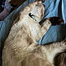 cat, feline, sleeping, relaxed, lying_down, belly_up, paws, whiskers, fur, cream_colored, collar, blue_blanket, bed, indoors, home, cozy, cute, playful, pet, closeup