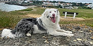 Ulysse participe au concours pour gagner de l'argent avec cette photo : dog, border_collie, lying_down, rock, grass, coast, cloudy_sky, village, bench, nature, outdoor, pet, tongue_out, happy, fur, landscape, scenic, animal, resting, daytime