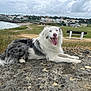 dog, border_collie, lying_down, rock, grass, coast, cloudy_sky, village, bench, nature, outdoor, pet, tongue_out, happy, fur, landscape, scenic, animal, resting, daytime