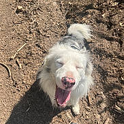 Ulysse a rejoint le concours — aidez-le/la à gagner de superbes lots ! dog, happy, outdoor, dirt, path, sunlight, panting, white_fur, gray_fur, pink_nose, black_spots, shoes, sneakers, shadow, nature, animal, pet, canine, tongue, joyful