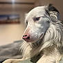 Ulysse participe au concours pour gagner de l'argent avec cette photo : dog, white_dog, close_up, portrait, indoor, pet, animal, fur, nose, pink_nose, black_spots, calm, relaxed, soft_lighting, cozy, blurred_background, side_view, long_fur, animal_portrait, domestic_animal
