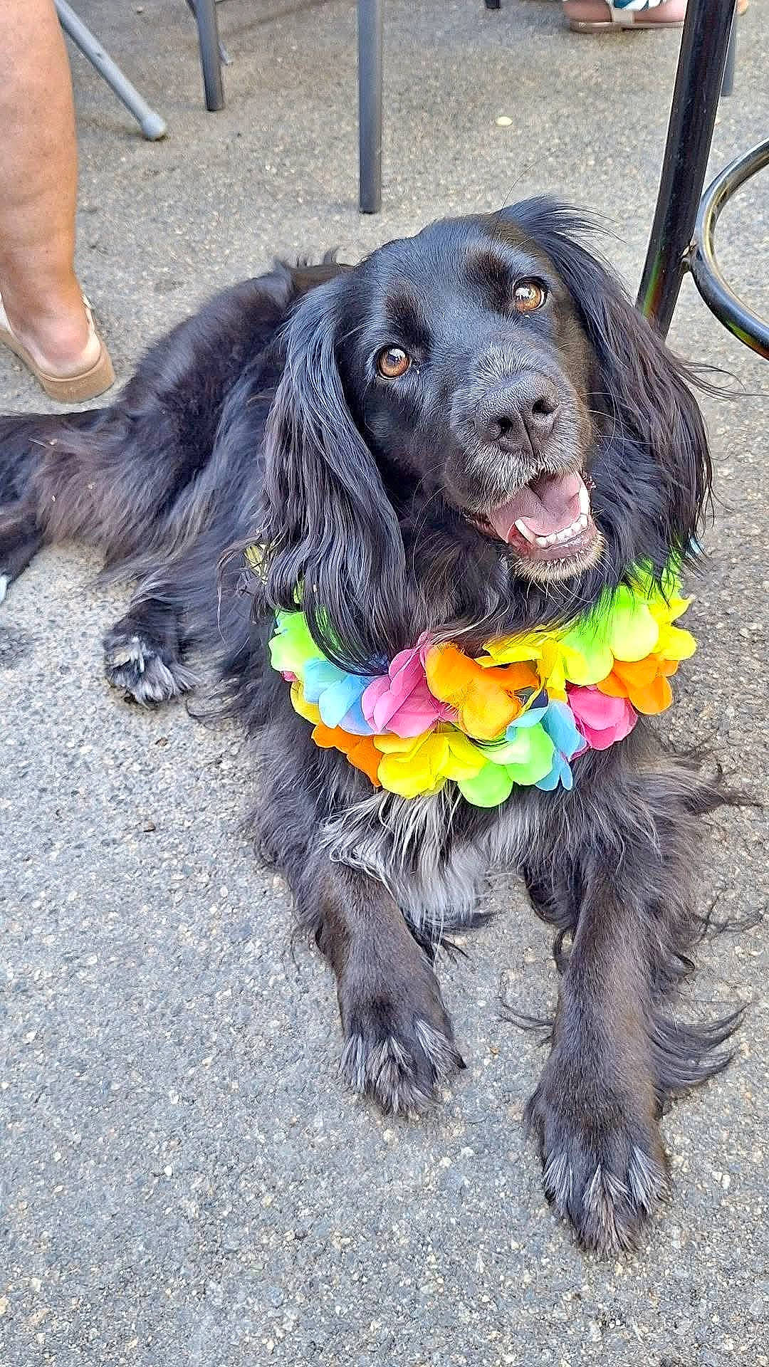 Télie