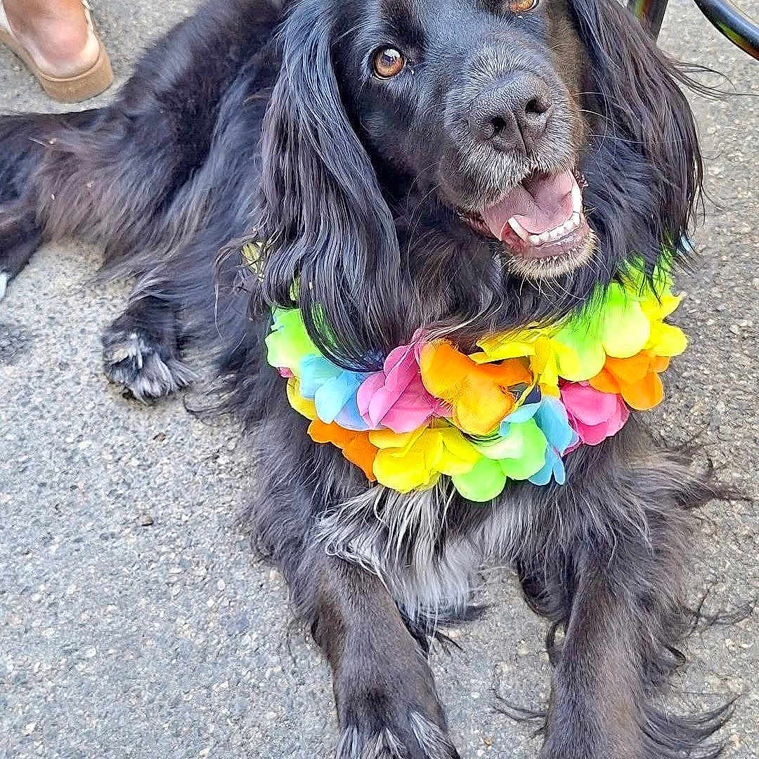 Télie