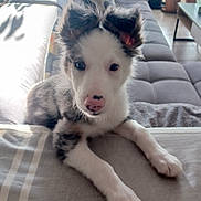 Aron a rejoint le concours — aidez-le/la à gagner de superbes lots ! animal, blanket, couch, cozy, curious, cute, daylight, dog, ears, fur, home, indoor, living_room, pet, pink_nose, plants, puppy, sitting, sunlight, window