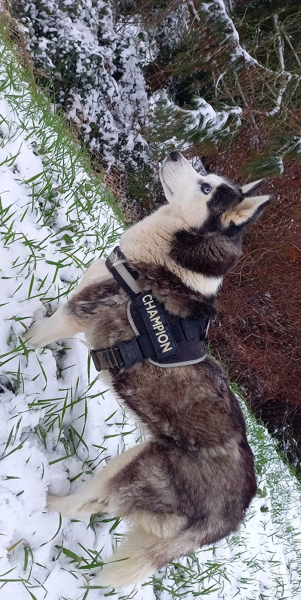 Éclipse a rejoint le concours — aidez-le/la à gagner de superbes lots ! canidae, carnivore, collar, dog, dog_breed, dog_collar, dog_supply, fur, leash, northern_inuit_dog, sled_dog, snout, snow, tail, terrestrial_animal, vertebrate, wolf, working_animal