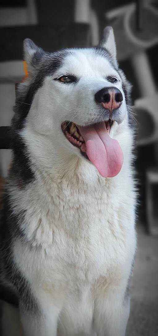 Éclipse participe au concours pour gagner de l'argent avec cette photo : canidae, canis, carnivore, dog, dog_breed, facial_expression, fur, jaw, organ, sled_dog, snapshot, snout, sporting_group, terrestrial_animal, tongue, tooth, vertebrate, whiskers, wolf, working_animal