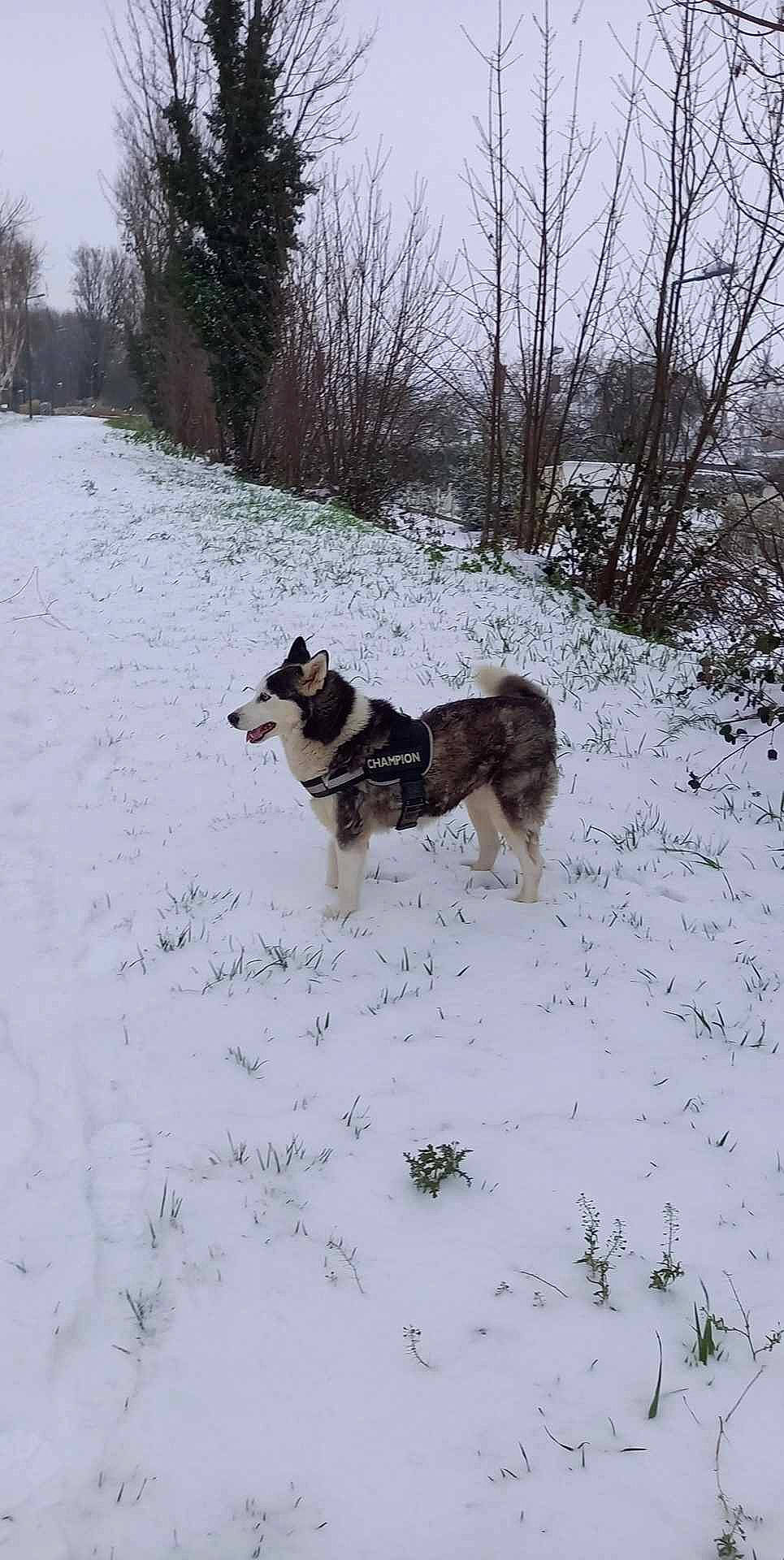 Éclipse participe au concours pour gagner de l'argent avec cette photo : canidae, carnivore, companion_dog, dog, dog_breed, evergreen, freezing, geological_phenomenon, glacial_landform, hunting_dog, ice, mammal, precipitation, snout, snow, sporting_group, tail, winter, working_animal, working_dog