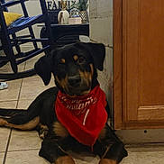Harry joined the competition — help win amazing prizes! accessories, animal, bandana, canine, chair, clothing, diningtable, dog, door, face, footwear, furniture, headband, hound, indoors, interiordesign, pet, puppy, shoe, table
