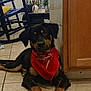 accessories, animal, bandana, canine, chair, clothing, diningtable, dog, door, face, footwear, furniture, headband, hound, indoors, interiordesign, pet, puppy, shoe, table