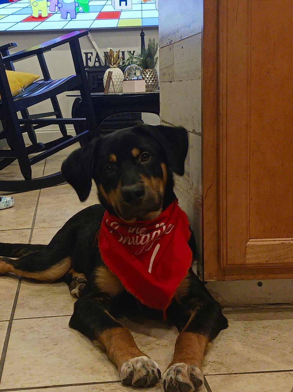 Harry joined the competition — help win amazing prizes! accessories, animal, bandana, canine, chair, clothing, diningtable, dog, door, face, footwear, furniture, headband, hound, indoors, interiordesign, pet, puppy, shoe, table