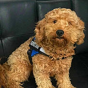 Honey joined the competition — help win amazing prizes! airedale, animal, canine, cockerspaniel, couch, cushion, dog, dogbed, furniture, homedecor, pet, policedog, poodle, puppy, snout, terrier, text