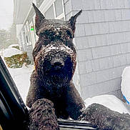 Zeus joined the competition — help win amazing prizes! dog, black_dog, snow, snowflakes, car_window, winter, house, gray_house, outdoor, pet, animal, fur, closeup, curious, paw, weather, daylight, nature, cold, canine
