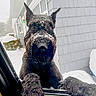 dog, black_dog, snow, snowflakes, car_window, winter, house, gray_house, outdoor, pet, animal, fur, closeup, curious, paw, weather, daylight, nature, cold, canine