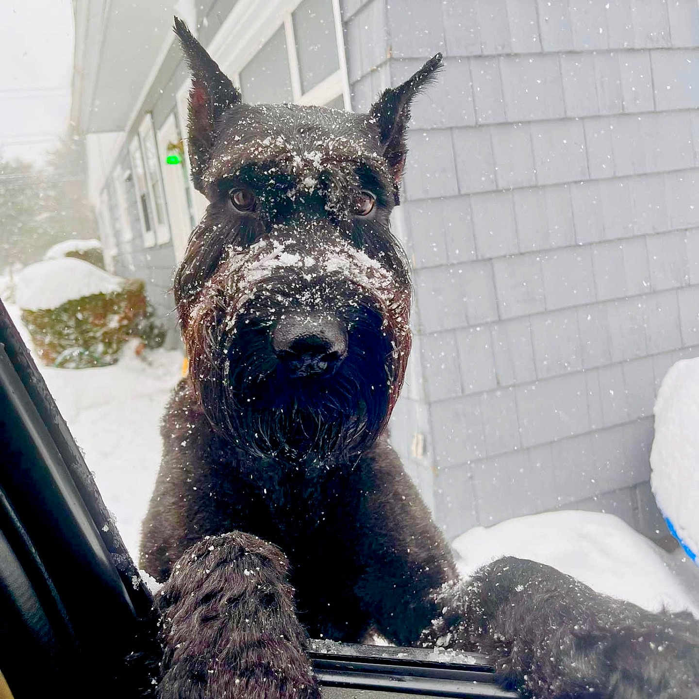 Zeus joined the competition — help win amazing prizes! dog, black_dog, snow, snowflakes, car_window, winter, house, gray_house, outdoor, pet, animal, fur, closeup, curious, paw, weather, daylight, nature, cold, canine