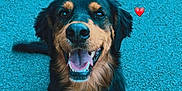 Marvel a rejoint le concours — aidez-le/la à gagner de superbes lots ! dog, leash, happy, tongue_out, black_and_tan, sitting, pavement, outdoor, pet, animal, canine, smiling, tail, collar, closeup, friendly, cute, heart_emoji, daylight, looking_up