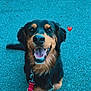 dog, leash, happy, tongue_out, black_and_tan, sitting, pavement, outdoor, pet, animal, canine, smiling, tail, collar, closeup, friendly, cute, heart_emoji, daylight, looking_up