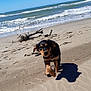 Marvel a rejoint le concours — aidez-le/la à gagner de superbes lots ! puppy, dog, beach, sand, ocean, waves, sky, sunny, shadow, driftwood, outdoor, animal, pet, playful, nature, water, coast, daylight, fun, young