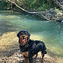 Marvel a rejoint le concours — aidez-le/la à gagner de superbes lots ! dog, wet, river, rocks, water, outdoor, nature, happy, animal, pet, canine, smiling, forest, sunlight, playful, tongue_out, daytime, riverbank, greenery, adventure