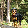 dog, animal, outdoor, forest, tree, log, greenery, nature, pet, canine, bandana, happy, standing, sunlight, grass, mammal, brown, black, tongue, ears