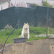 Talba a rejoint le concours — aidez-le/la à gagner de superbes lots ! dog, husky, grass, concrete_wall, garden, house, fence, flower_pot, pipe, outdoor, pet, animal, greenery, nature, daylight, sitting, fur, canine, yard, quiet