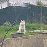 animal, canine, concrete_wall, daylight, dog, fence, flower_pot, fur, garden, grass, greenery, house, husky, nature, outdoor, pet, pipe, quiet, sitting, yard