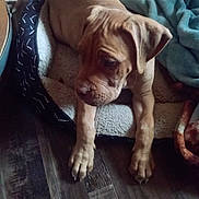 Taz is registered to the contest to win money with this photo: adorable, animal, blanket, brown_dog, canine, companion, cozy, cute, dog, domestic_animal, fur, indoors, paw, pet_bed, puppy, relaxed, resting, sleepy, wooden_floor, young_dog