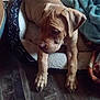 adorable, animal, blanket, brown_dog, canine, companion, cozy, cute, dog, domestic_animal, fur, indoors, paw, pet_bed, puppy, relaxed, resting, sleepy, wooden_floor, young_dog