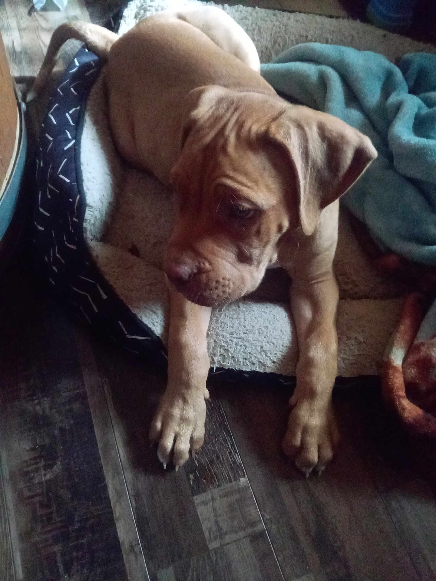 Taz