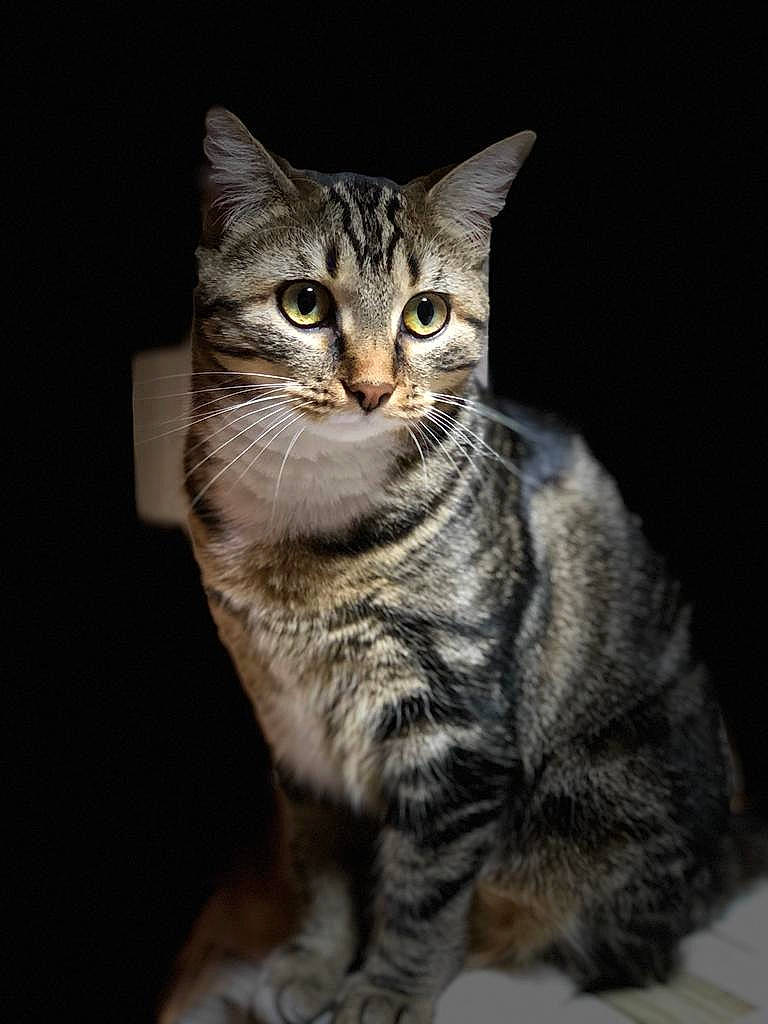 Sally a rejoint le concours — aidez-le/la à gagner de superbes lots ! carnivore, cat, domestic_short_haired_cat, felidae, fur, paw, small_to_medium_sized_cats, snout, terrestrial_animal, whiskers, wildlife, window