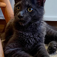Ares a rejoint le concours — aidez-le/la à gagner de superbes lots ! kitten, cat, gray_cat, fur, ears, yellow_eyes, whiskers, paws, resting, indoor, rug, woven_rug, wooden_chair, furniture, pet, animal, cute, curious, closeup, portrait