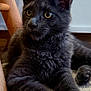kitten, cat, gray_cat, fur, ears, yellow_eyes, whiskers, paws, resting, indoor, rug, woven_rug, wooden_chair, furniture, pet, animal, cute, curious, closeup, portrait