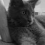 Ares participe au concours pour gagner de l'argent avec cette photo : cat, feline, fur, paw, ears, resting, indoor, texture, wood, curious, black_and_white, closeup, animal, pet, mammal, whiskers, relaxed, portrait, soft, home
