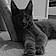 Ares