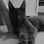 Ares participe au concours pour gagner de l'argent avec cette photo : cat, feline, indoor, carpet, furniture_leg, stretching, paws, fluffy, pet, animal, relaxed, gray_cat, close_up, laying_down, home, cozy, curious, whiskers, ears, soft_texture