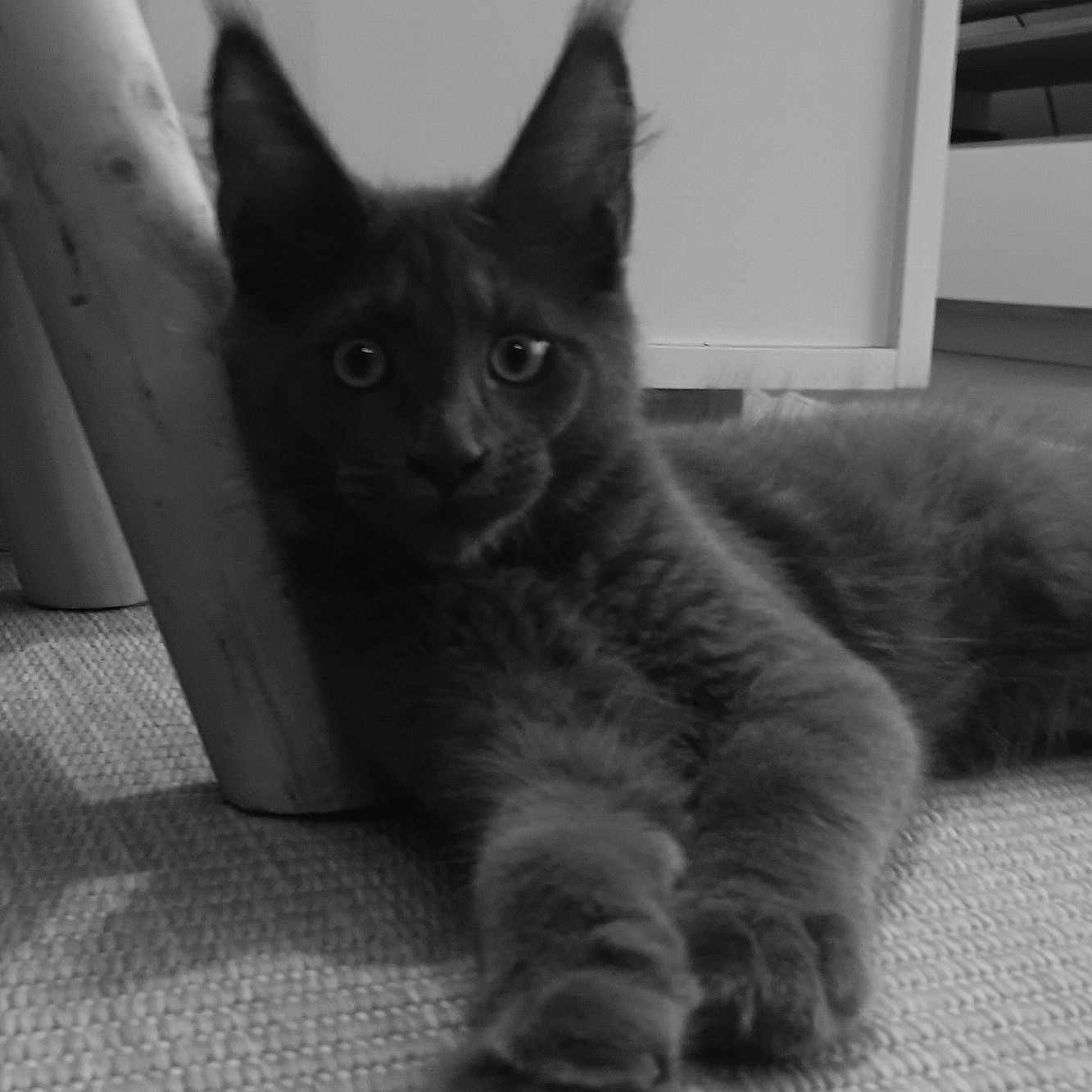 Ares participe au concours pour gagner de l'argent avec cette photo : animal, carpet, cat, close_up, cozy, curious, ears, feline, fluffy, furniture_leg, gray_cat, home, indoor, laying_down, paws, pet, relaxed, soft_texture, stretching, whiskers