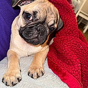 Coco joined the competition — help win amazing prizes! puppy, dog, pug, blanket, red_blanket, cozy, cute, pet, animal, fur, paw, indoors, soft_texture, resting, snuggled, closeup, portrait, sleepy, companion, adorable