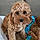 Sadie