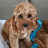 dog, puppy, curly_fur, brown_fur, couch, blanket, indoor, pet, cute, small_dog, looking_at_camera, sitting, fur_texture, cozy, home, animal, companion, adorable, curious, face